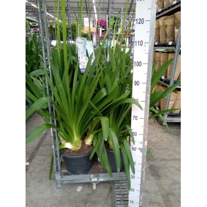 Agapanthus  'Big Blue'