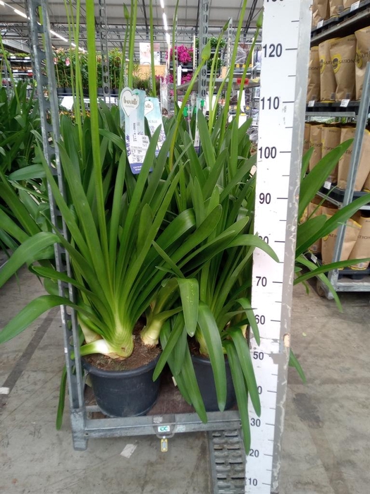 <h4>Agapanthus  'Big Blue'</h4>