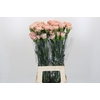 Dianthus St Creola