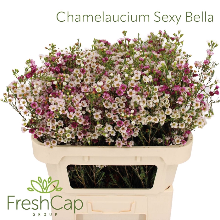 <h4>Chamelaucium Sexy Bella</h4>