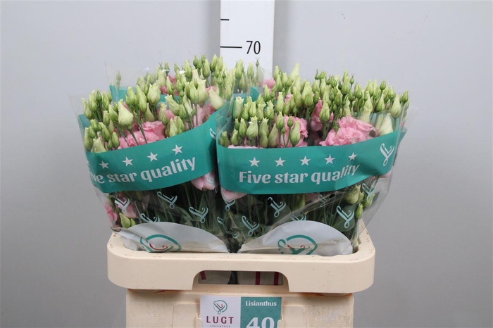 <h4>Eus G Cotton Candy</h4>