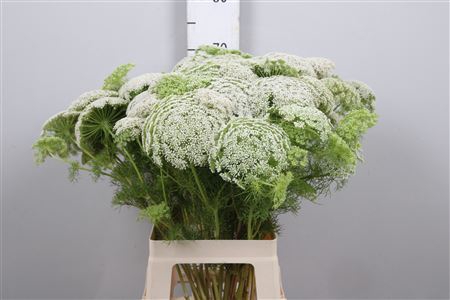 <h4>Ammi Visnaga</h4>