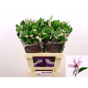 Clem Amazing Miami 4+,(TZ),MPS A,(10)