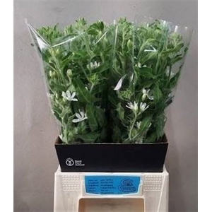 Oxy Co Alba
