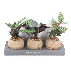 arr3 Kokoplant - Calathea mix