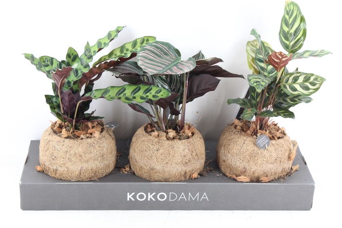 <h4>arr3 Kokoplant - Calathea mix</h4>