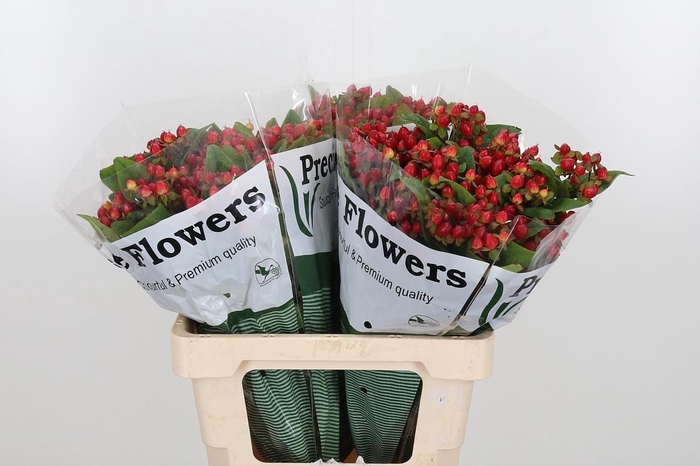 <h4>Hyp Mag Triumph</h4>