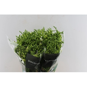 Fr Du Versailles White