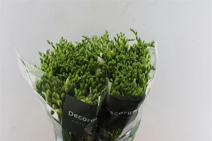 <h4>Fr Du Versailles White</h4>