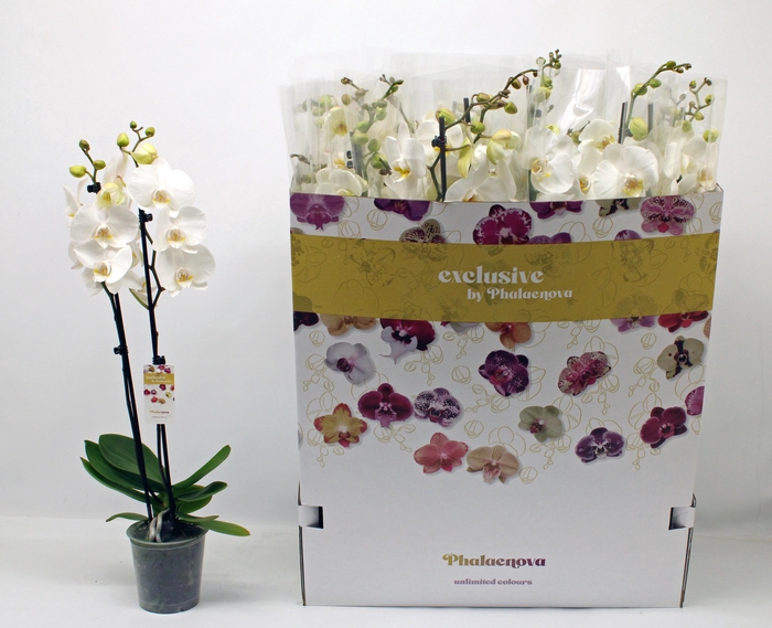 <h4>PHAL OV WIT</h4>