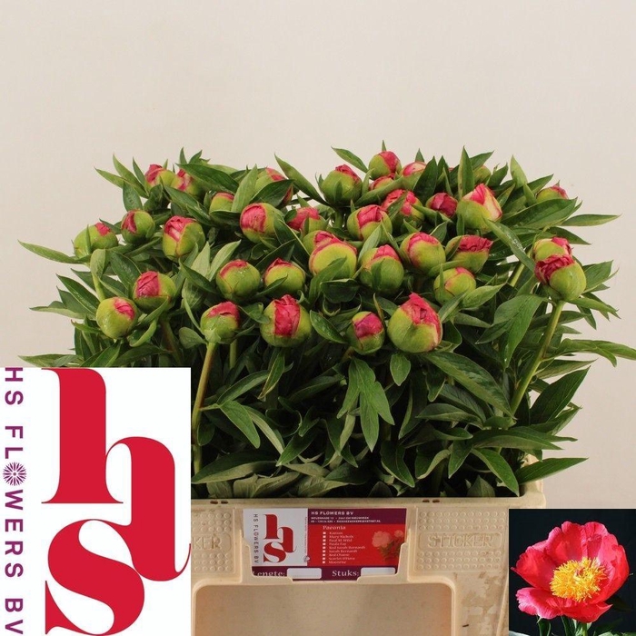 <h4>PAEO HH FLAME</h4>