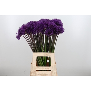 Allium Purper Sensation