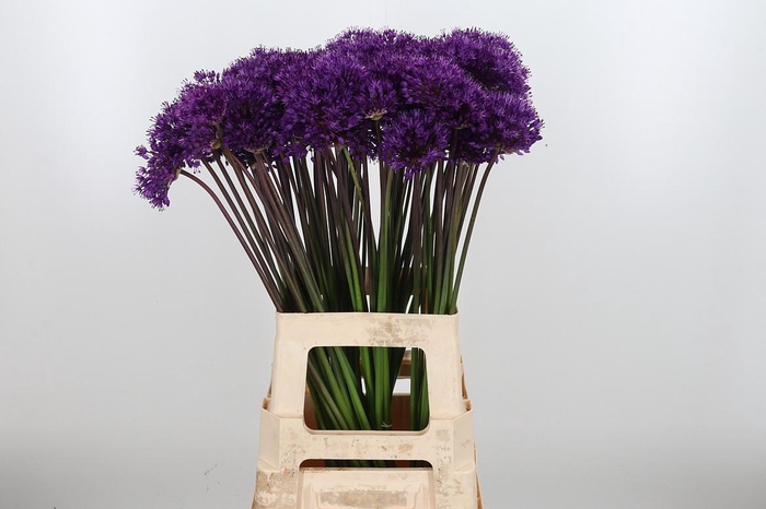 <h4>Allium Purper Sensation</h4>