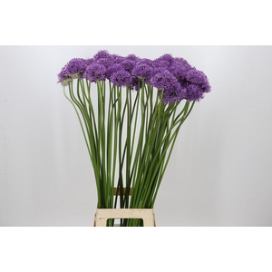 Allium Gladiator
