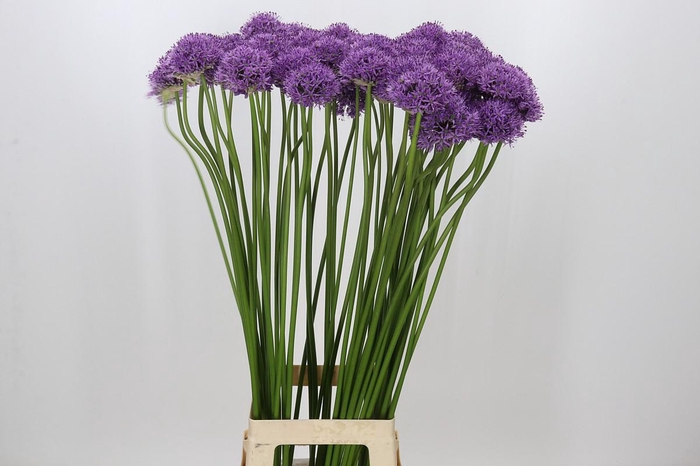 <h4>Allium Gladiator</h4>