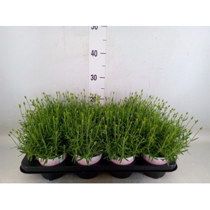 Lavandula angus. 'Rosea'