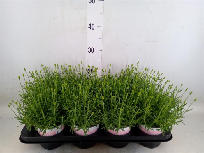 <h4>Lavandula angus. 'Rosea'</h4>