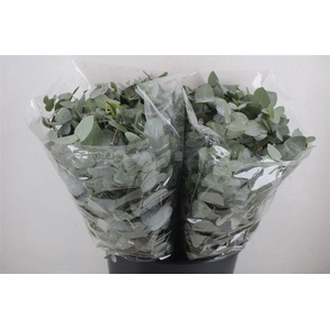 Euca Cinerea Short 150gr P Bunch