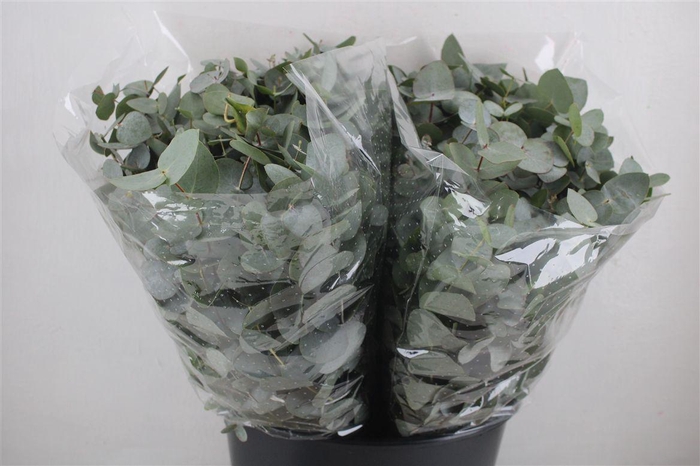 Euca Cinerea Short 150gr P Bunch