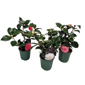 Camellia Japonica