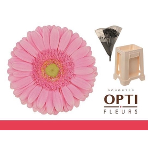 Gerbera Glossy Water