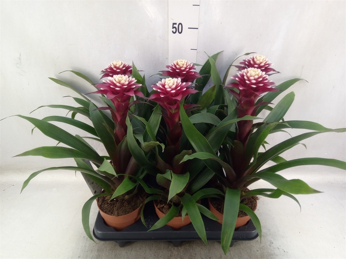 Guzmania  'Francesca'