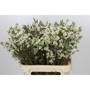 Chamelaucium Sirius