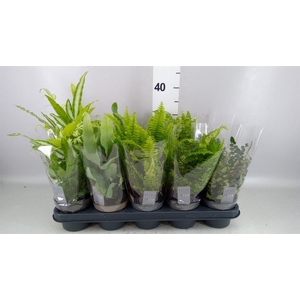 FERNS   ...MIX