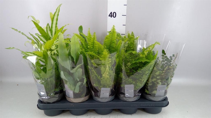 <h4>FERNS ...MIX</h4>