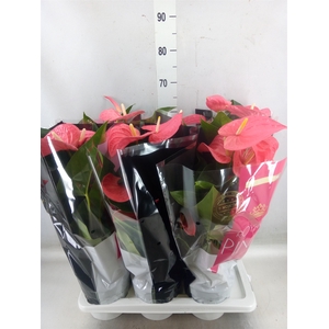 Anthurium andr. 'Maine'