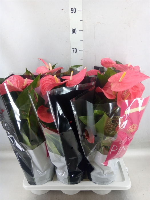 <h4>Anthurium andr. 'Maine'</h4>