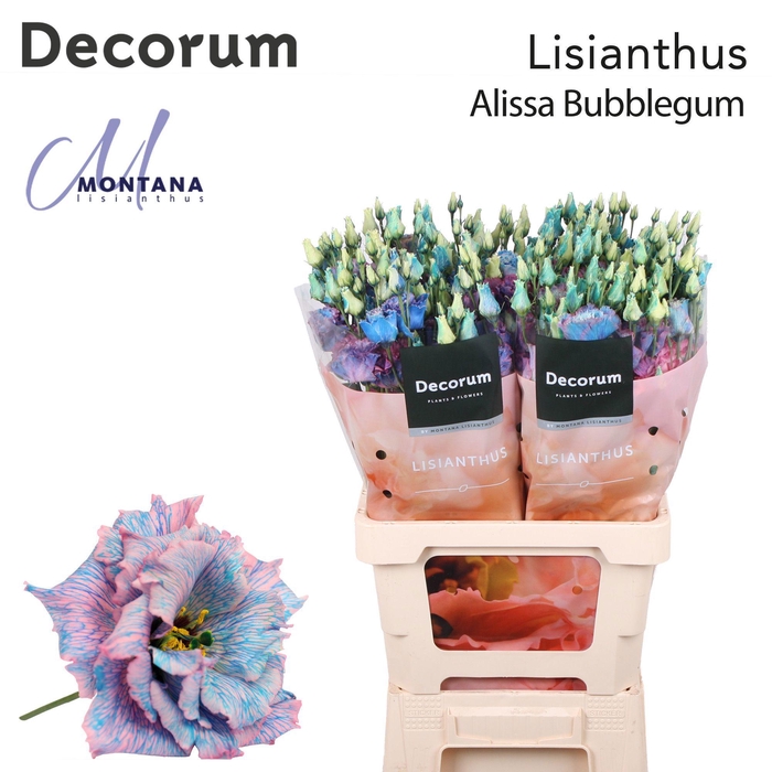 Lisianthus Dye Alissa bubblegum
