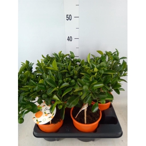 Citrofortunella mic.