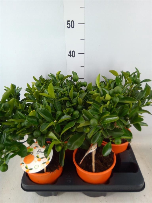 <h4>Citrofortunella mic.</h4>