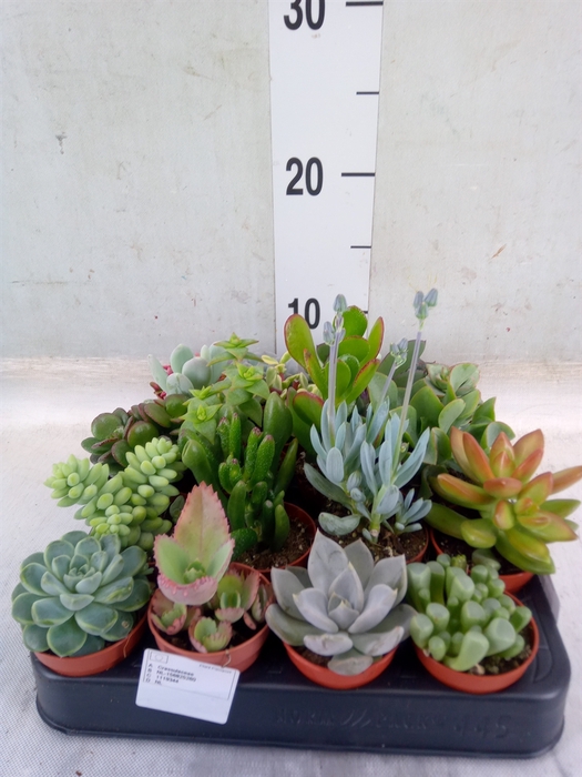 <h4>Succulents   ...</h4>