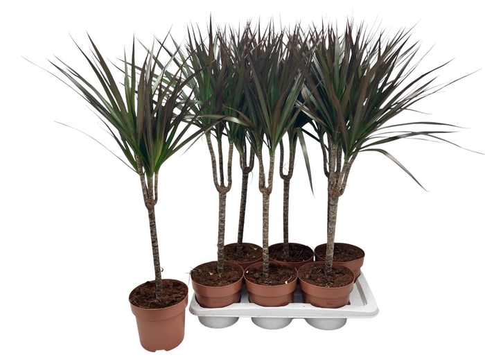 <h4>DRA MARG MAGENTA</h4>