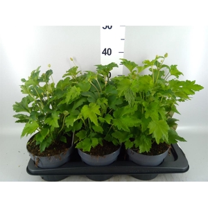 Anemone hybrida 'Honorine Jobert'