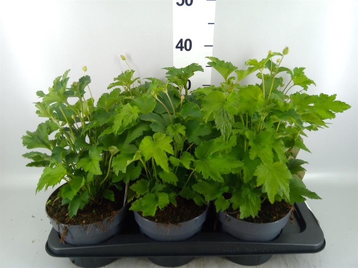 <h4>Anemone hybrida 'Honorine Jobert'</h4>