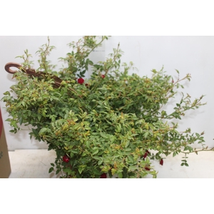 ROSEIRA VARIADO PENDENTE P20