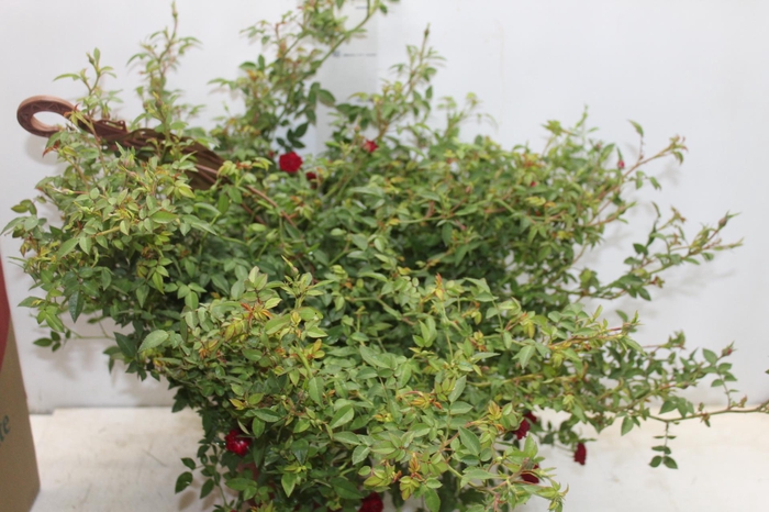 ROSEIRA VARIADO PENDENTE P20