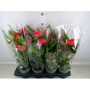 Anthurium andr. 'Madural'