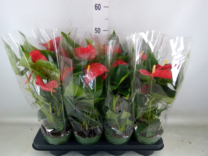 <h4>Anthurium andr. 'Madural'</h4>