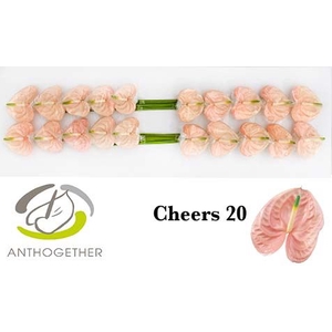 Anth A Cheers 9 cm X20 Bouman