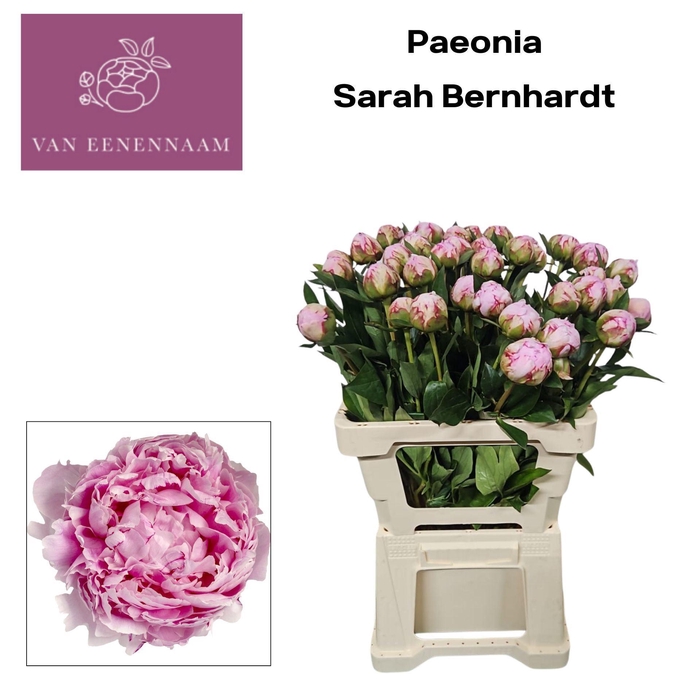 <h4>PAEONIA LACT. 'SARAH BERNHARDT'</h4>