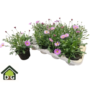 BRACH BRAS VIOLET