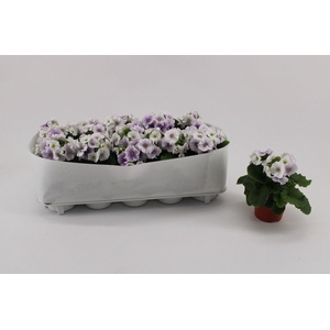 Primula Obconica Blue White