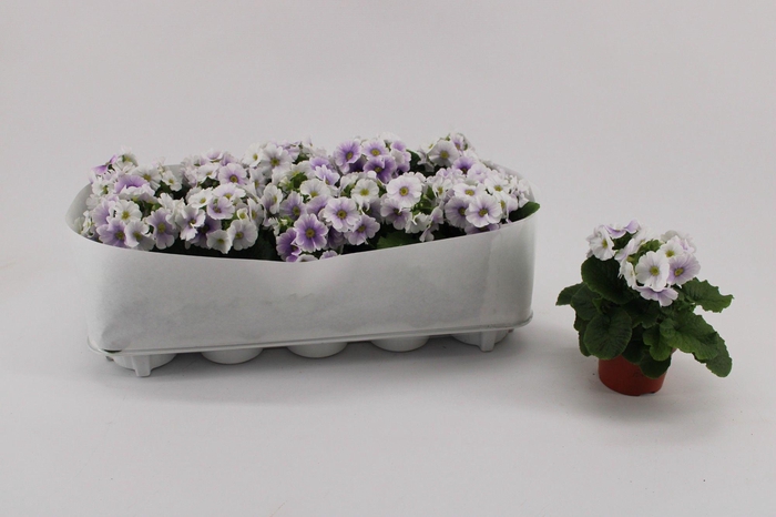 <h4>Primula Obconica Blue White</h4>