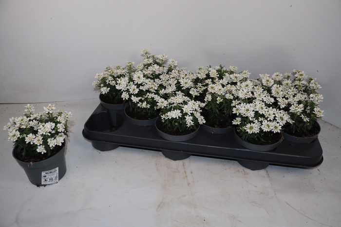 <h4>IBER SEMPERVIRENS</h4>