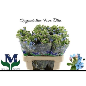 OXY CO TAN PURE BLU