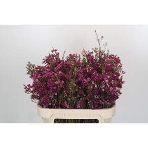 Chamelaucium 'Nina's Delight'
